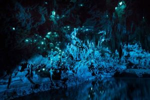 new zealand bioluminescent cave