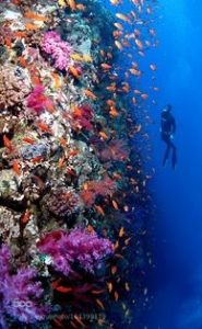RAS MOHAMMED, THE RED SEA, EGYPT