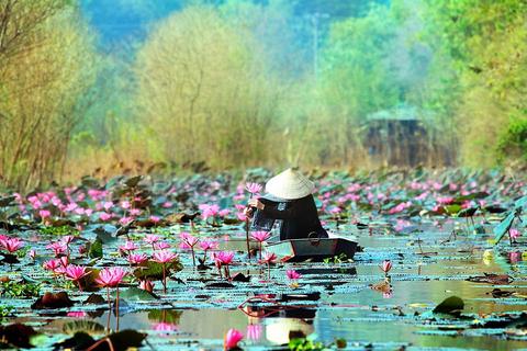 Lotus Pond Hanoi