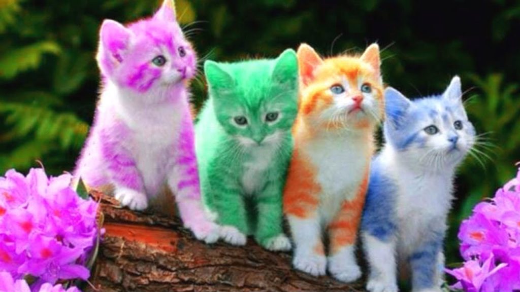 color cats