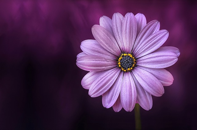 Bloom Beautiful Lical Blosso Purple Flower Beauty