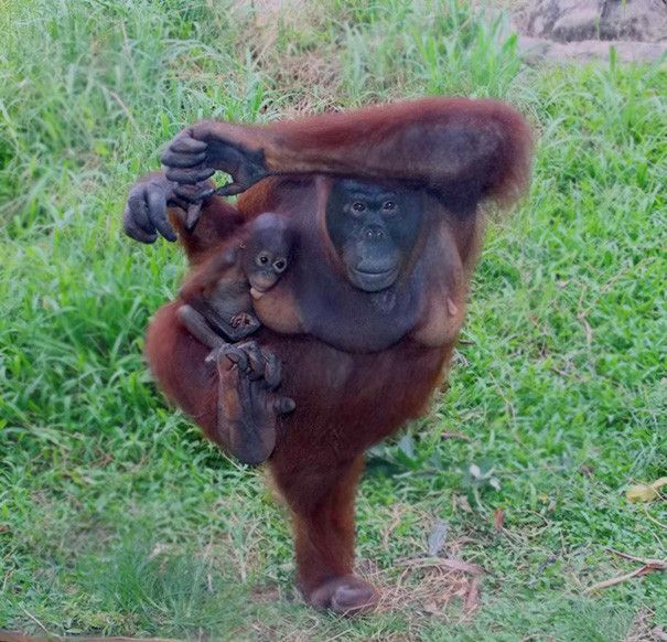 ape-doing-yoga-pose