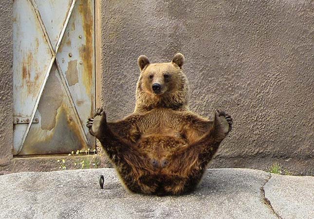 bear-doing-yoga