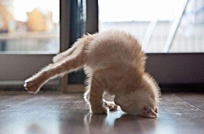 cat-doing-yoga