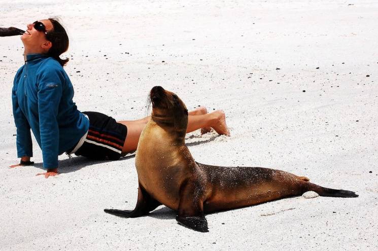 seal-doing-yoga