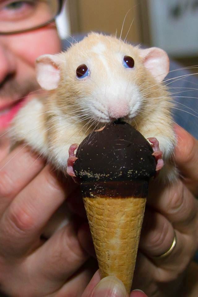 rat eating ice cream
