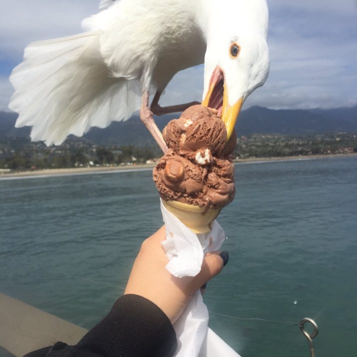 seagull devouring ice cream