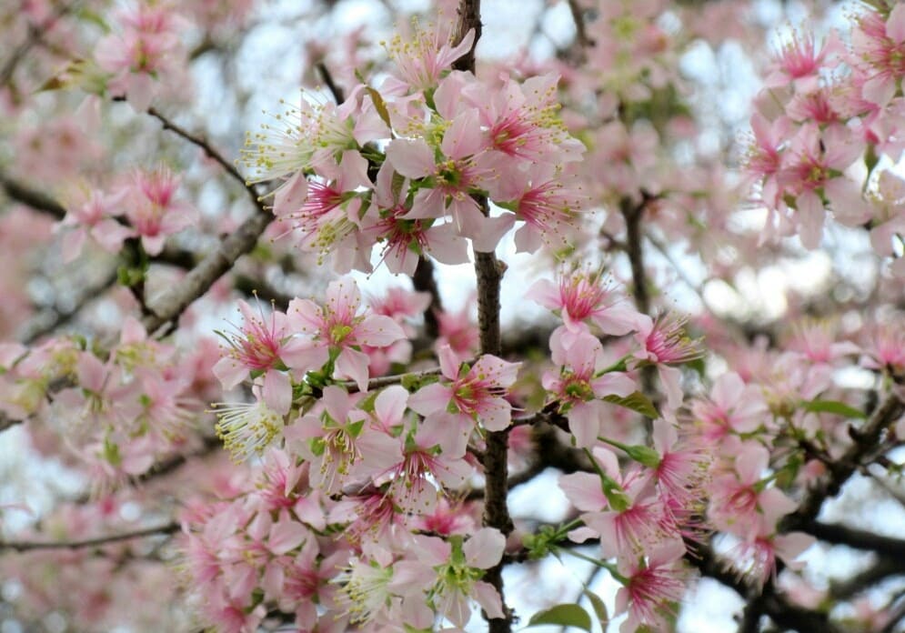 Cherry-Blossom