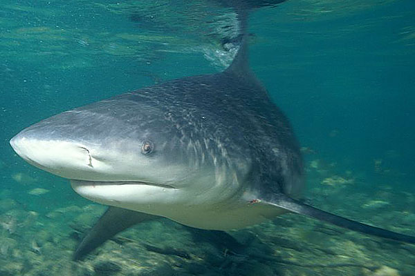 critically endangered species in india The Ganges Shark