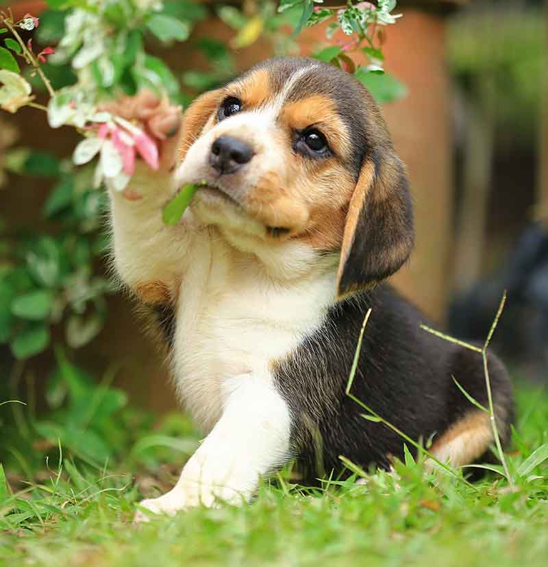 smallest dog breeds in India beagle