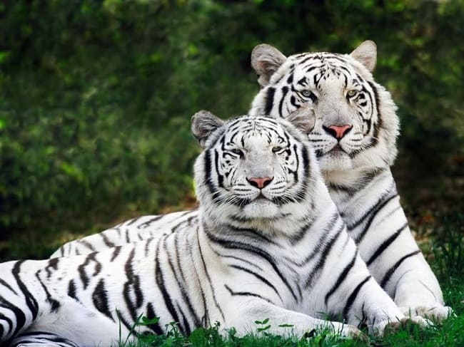 Nandankanan Wildlife Sanctuary, Odisha