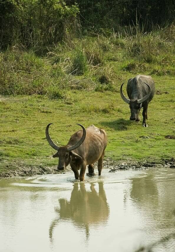 Wild-water-buffalo-cows-in-Kaziranga