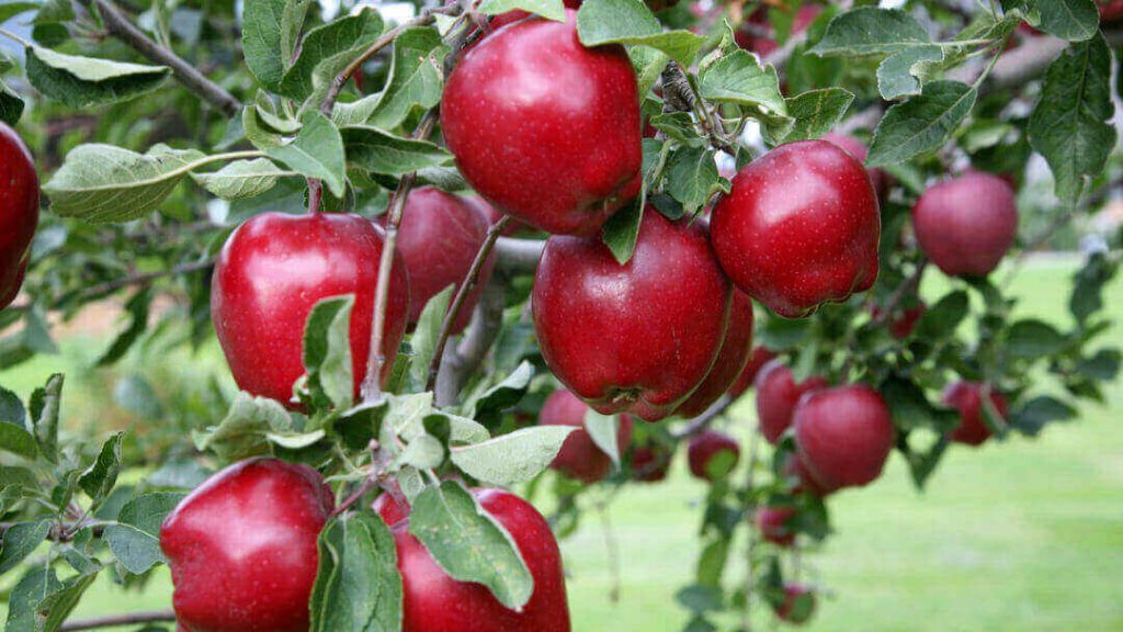 red delicious