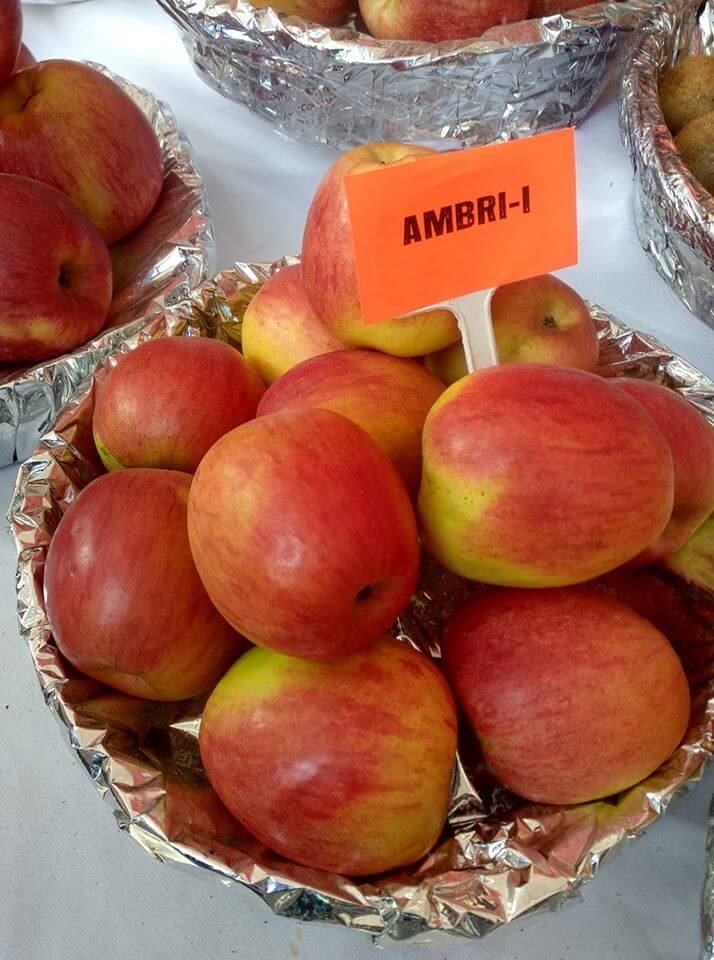 types of apples in india ambri