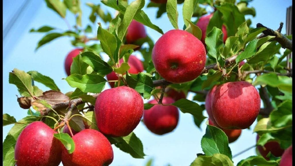 types of apples in india firdous