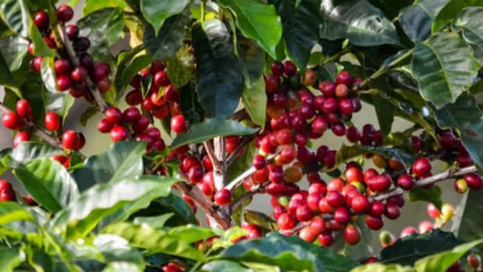 coffee growing states in india