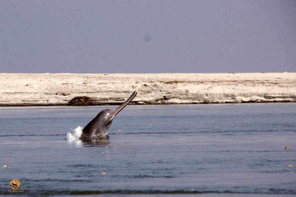 Ganges-River-Dolphin-playing-at-outskirts-of-Pobitora-Wildlife-Sanctuary
