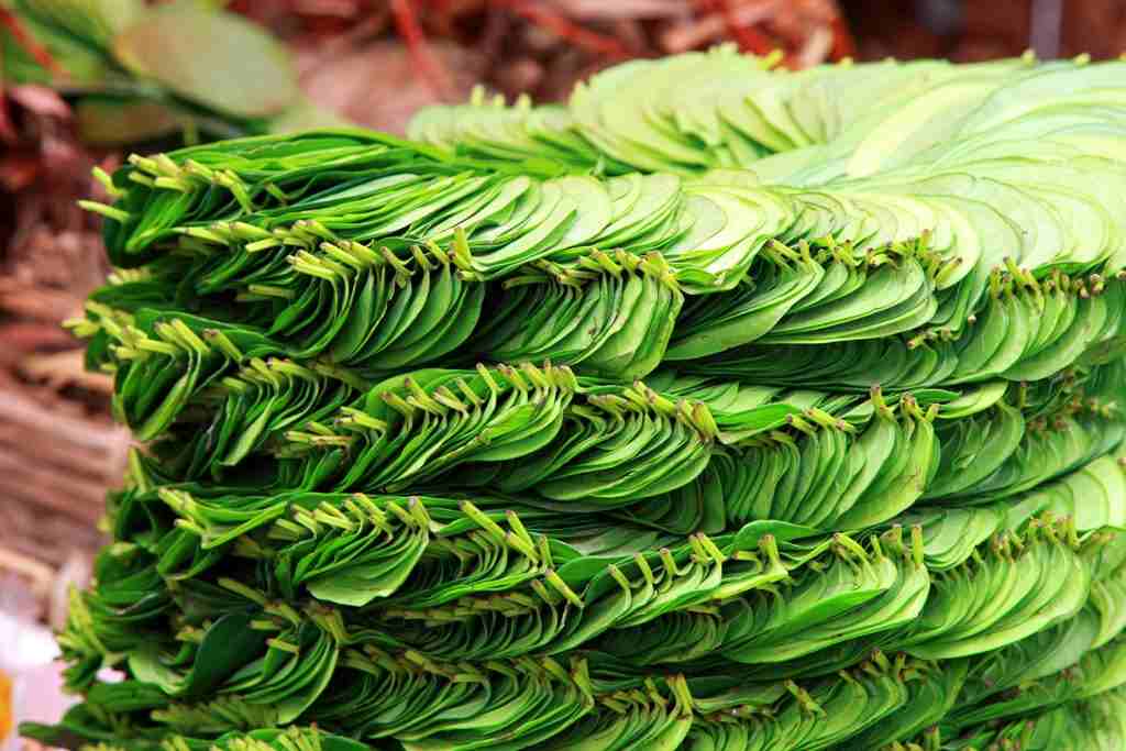 Mysore Betel Leaf