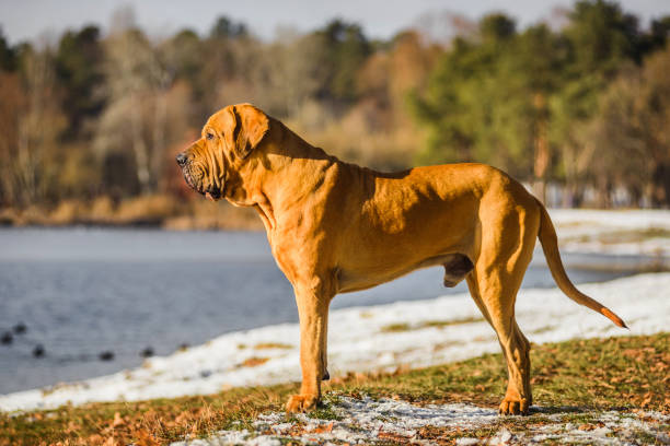 most-dangerous-dogs-Brazilian-Mastiff