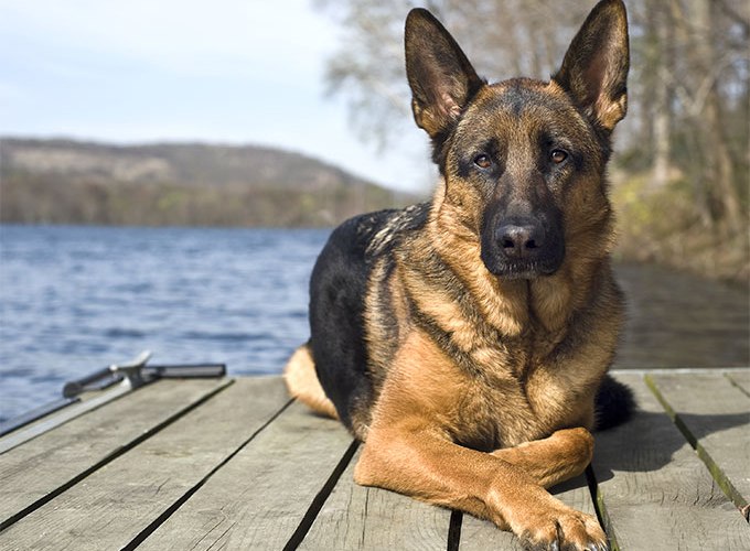 most dangerous dogs German Shepherd