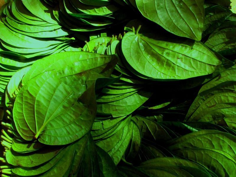 Mysore Betel leaf