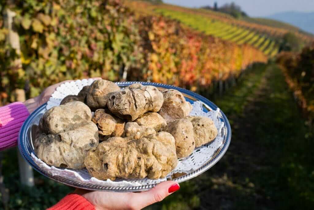 piedmont truffle festival
