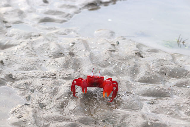 red sea crab in chandipur beach