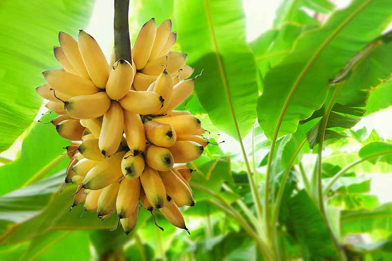 Banana-Plant-with-Ripe-Fruit