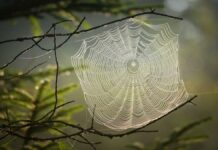 surprising uses of spider silk webs