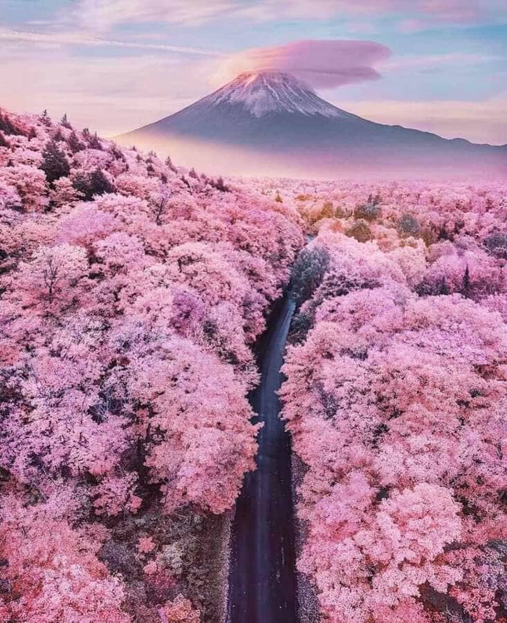 beautiful sights of cherry blossoms 